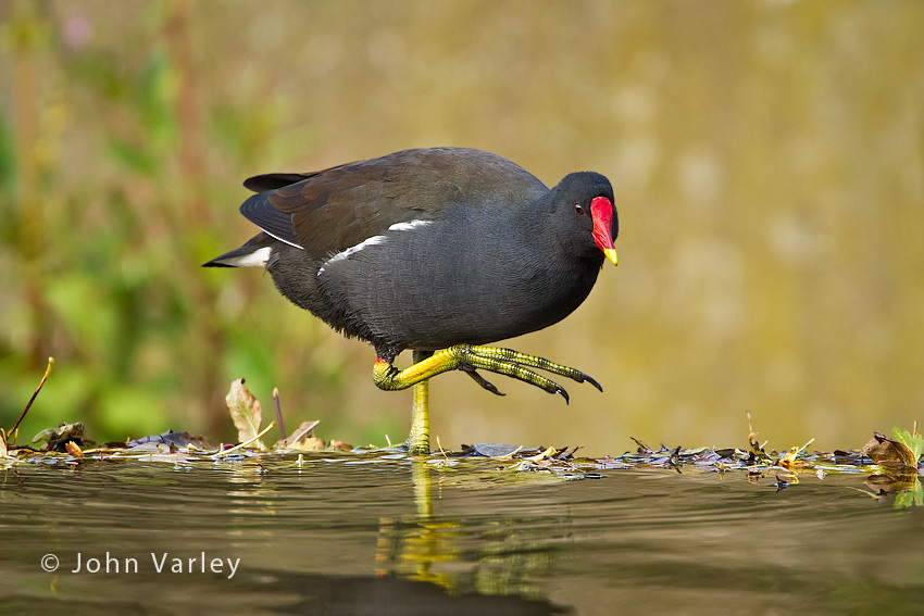 moorhen_850_6751.jpg