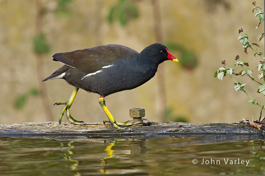 moorhen_850_6772.jpg