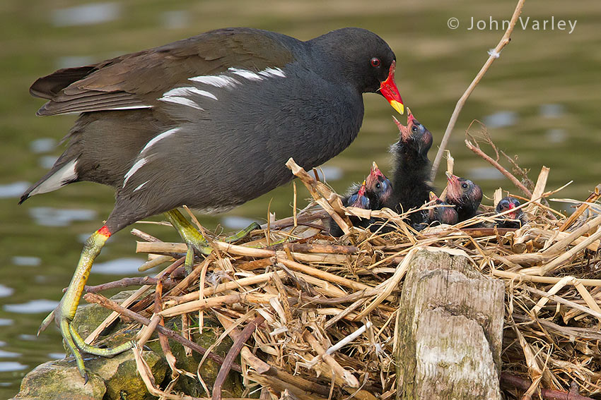moorhen_feeding_young_850_1246.jpg