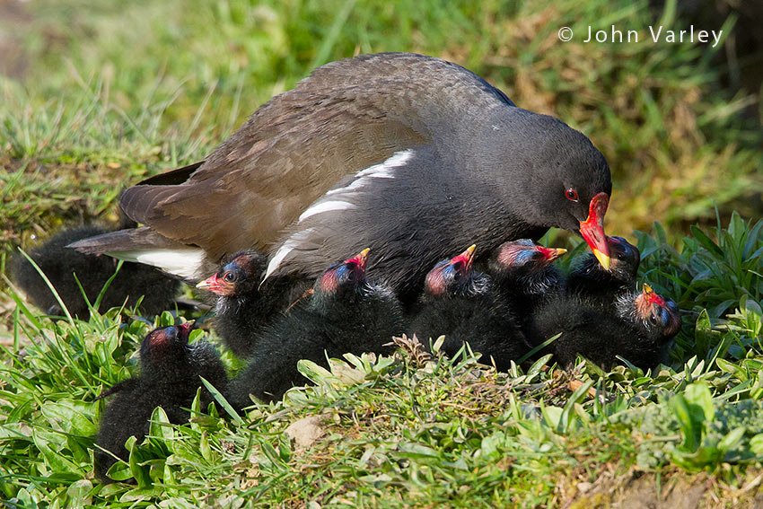 moorhen_feeding_young_850_1404.jpg