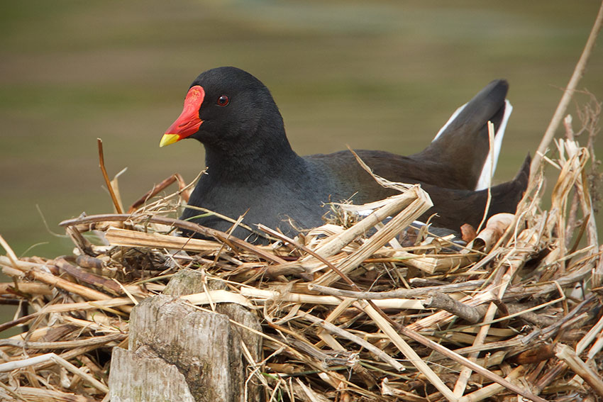 moorhen_nesting_850_8020.jpg