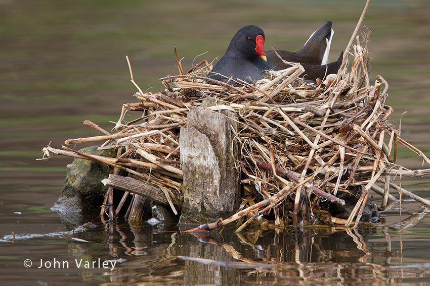 moorhen_nesting_850_8024.jpg