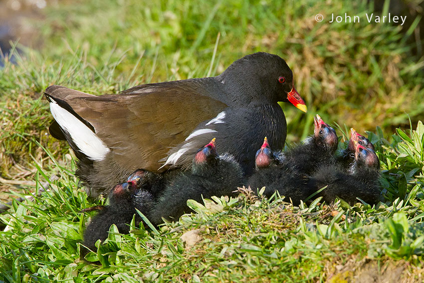 moorhen_with_young_850_1400.jpg