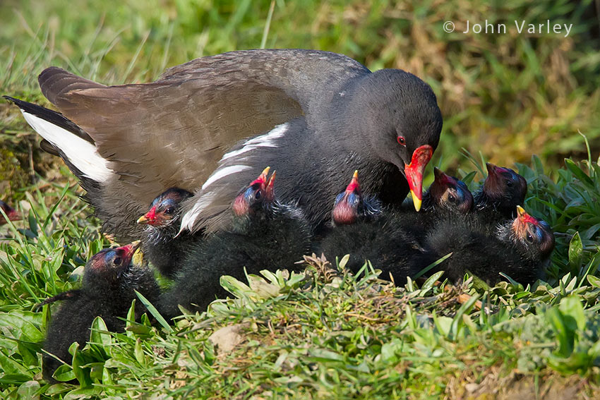 moorhen_with_young_850_1403.jpg
