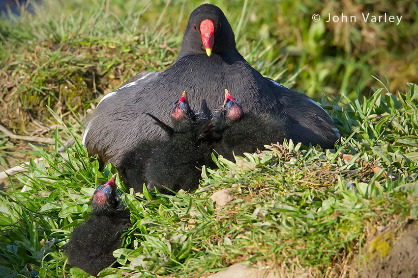 moorhen_with_young_850_1420.jpg
