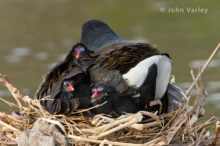 moorhen_young_850_1181.jpg