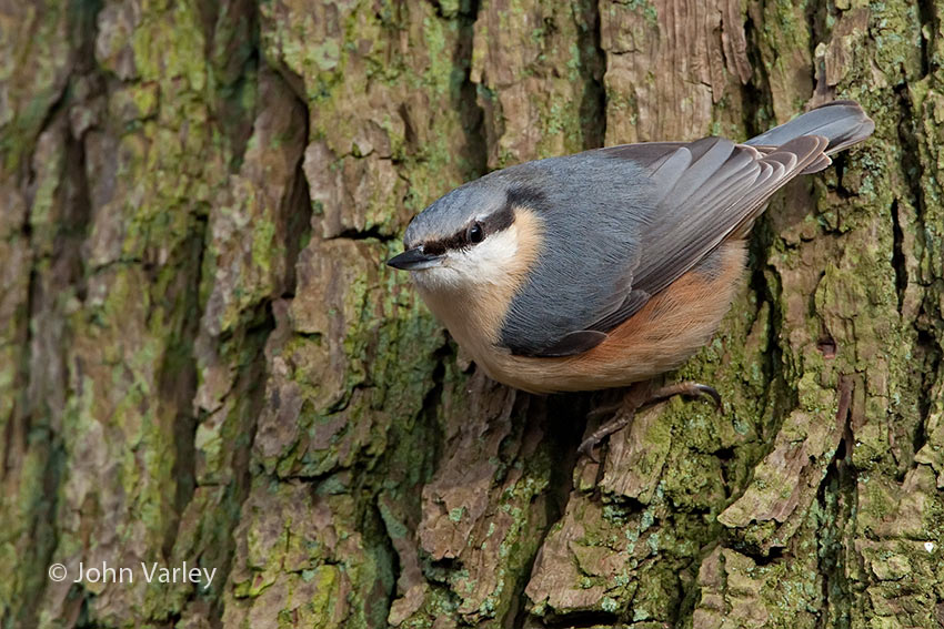 nuthatch_850_7495.jpg