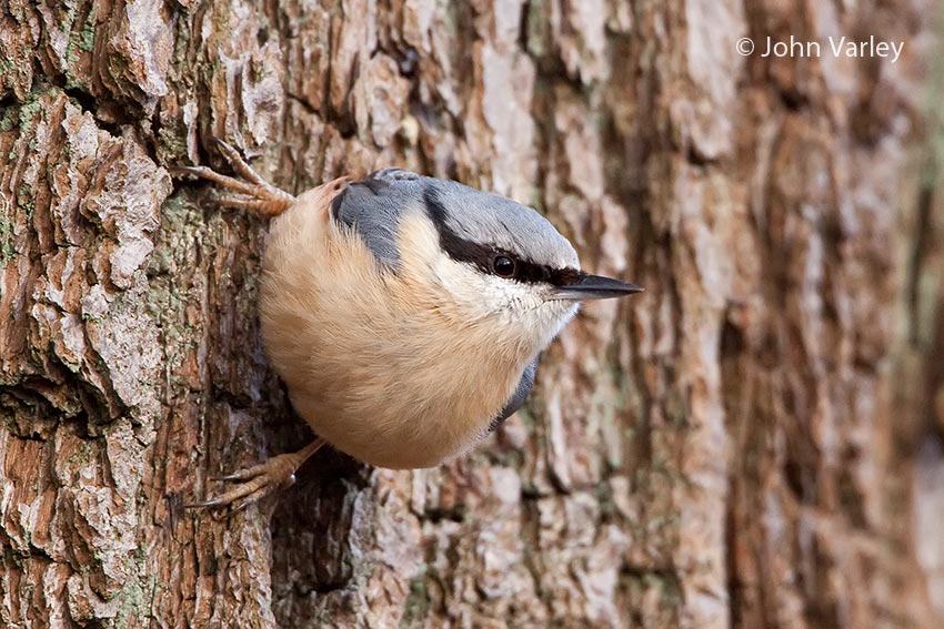 nuthatch_850_7507.jpg