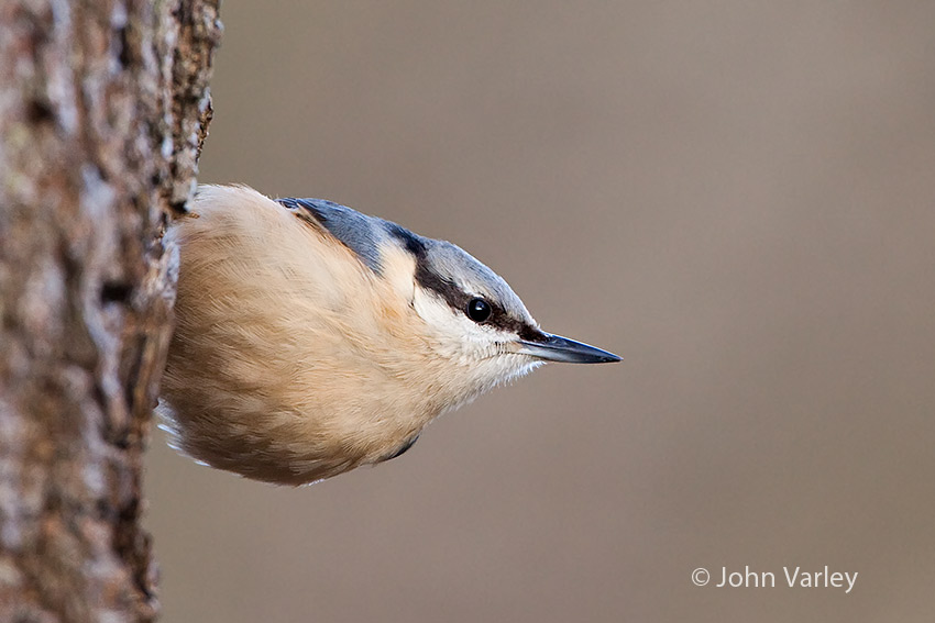 nuthatch_850_7583.jpg