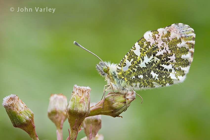 orange_tip_850_1867.jpg