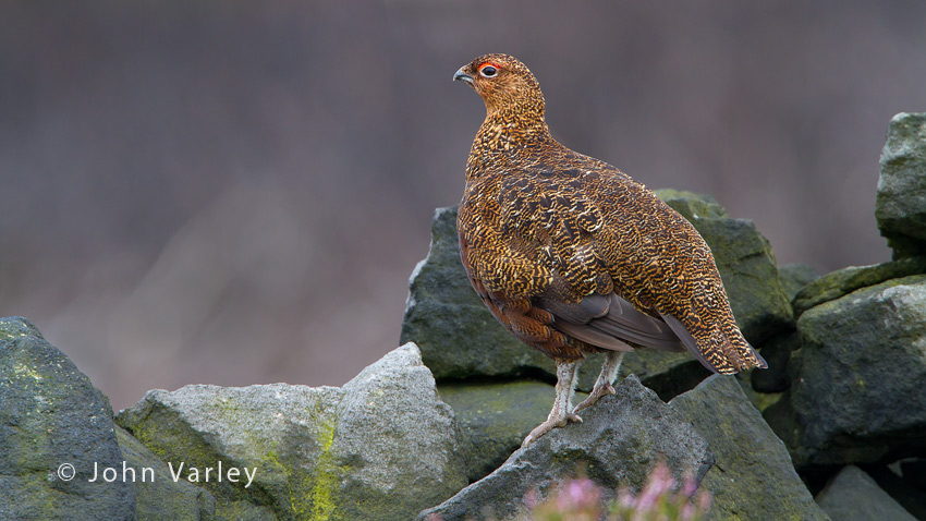 red_grouse_850_5249.jpg