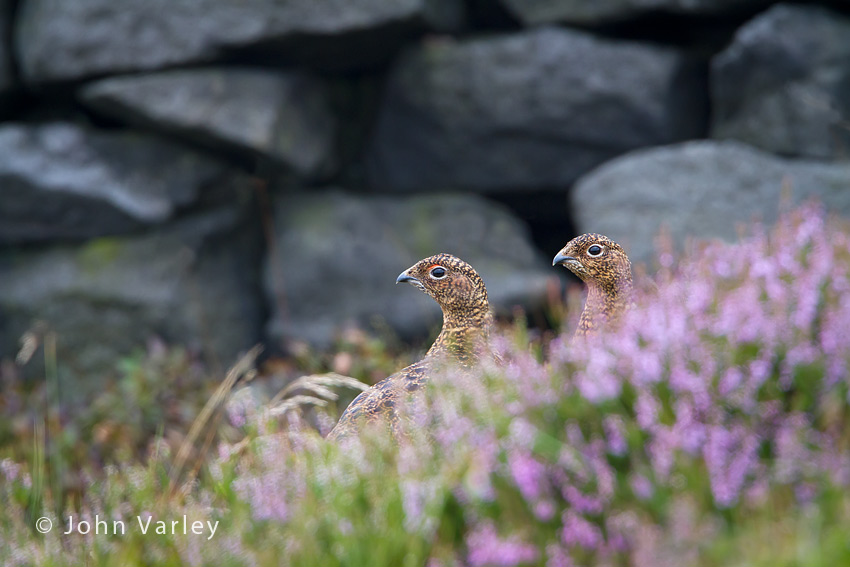 red_grouse_850_5287.jpg
