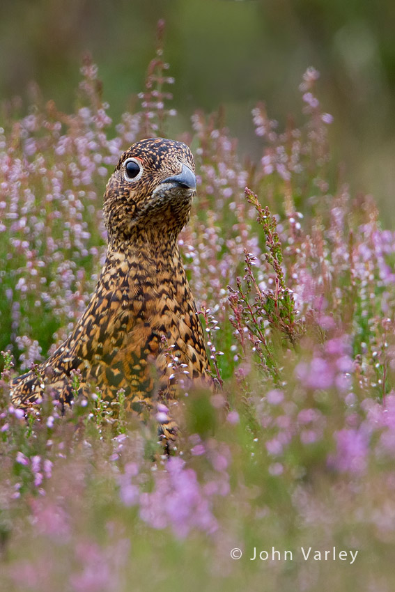 red_grouse_850_5307.jpg