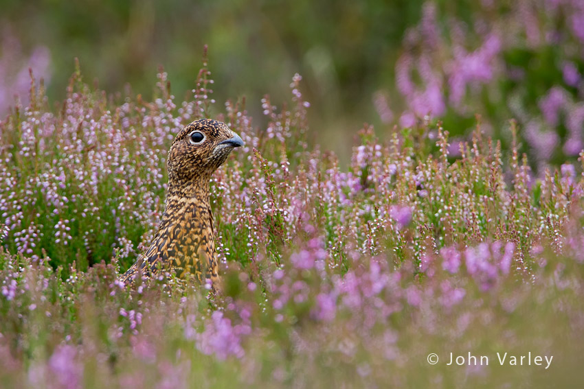 red_grouse_850_5314.jpg