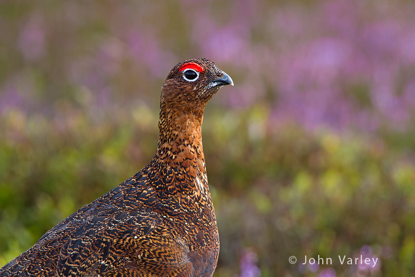 red_grouse_850_5616.jpg
