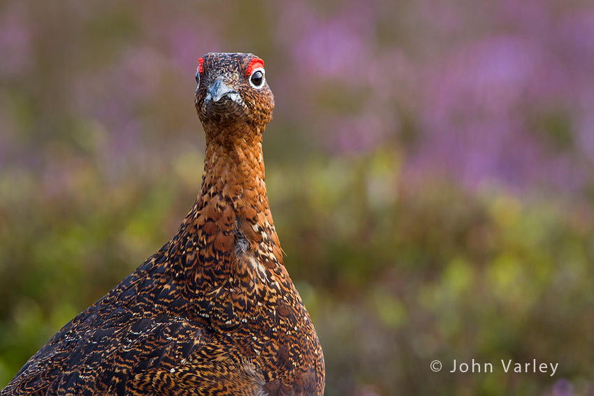 red_grouse_850_5617.jpg