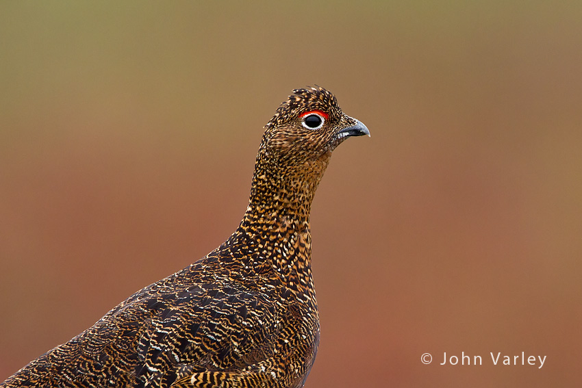 red_grouse_850_5827.jpg
