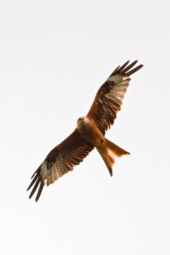 red_kite_850_4181.jpg