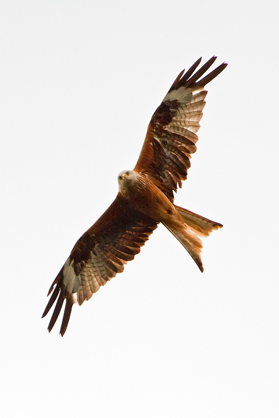 red_kite_850_4182.jpg