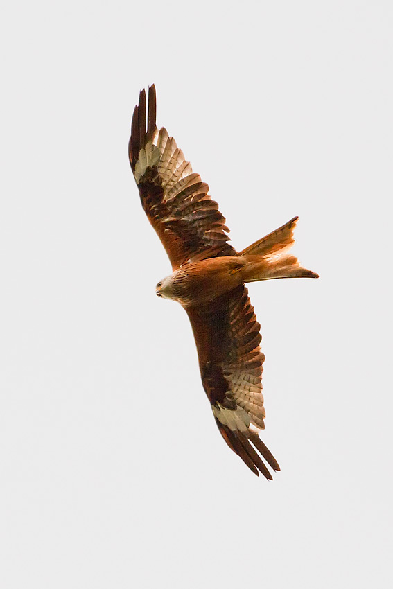 red_kite_850_4184.jpg