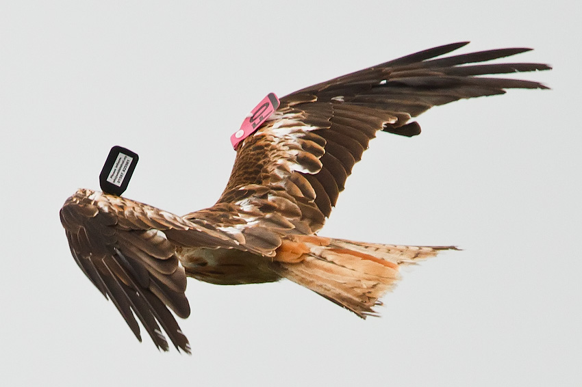 red_kite_850_4221.jpg
