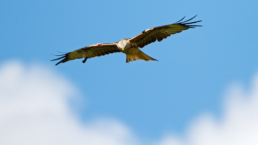 red_kite_850_4322.jpg
