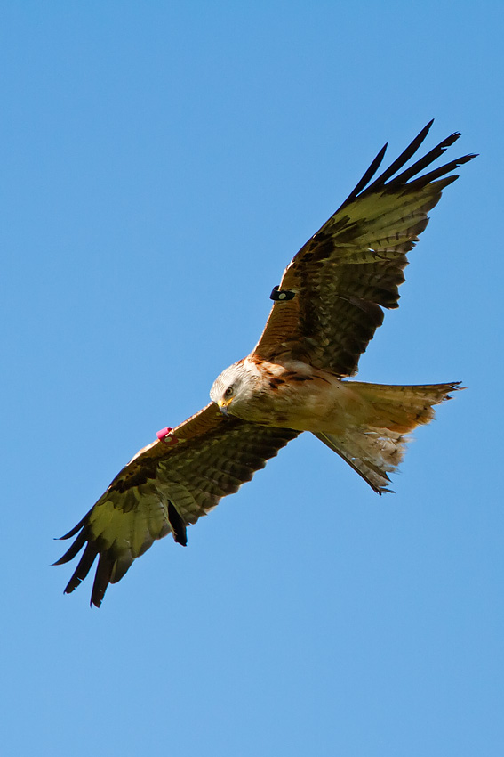 red_kite_850_4328.jpg