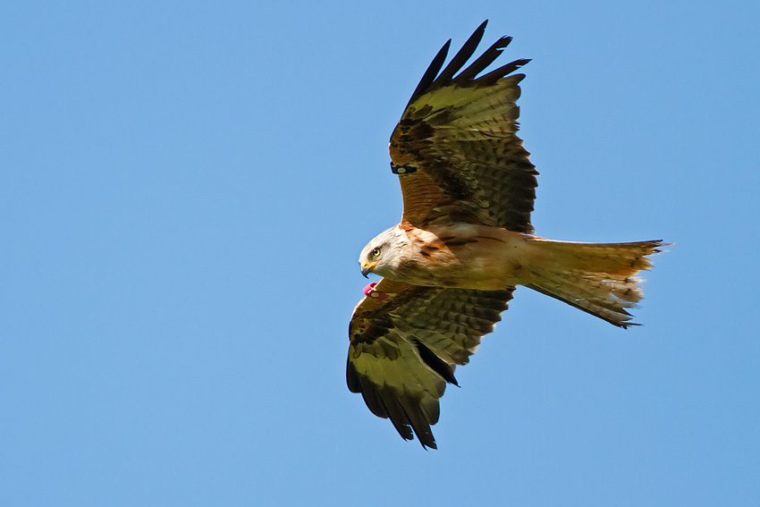 red_kite_850_4335.jpg