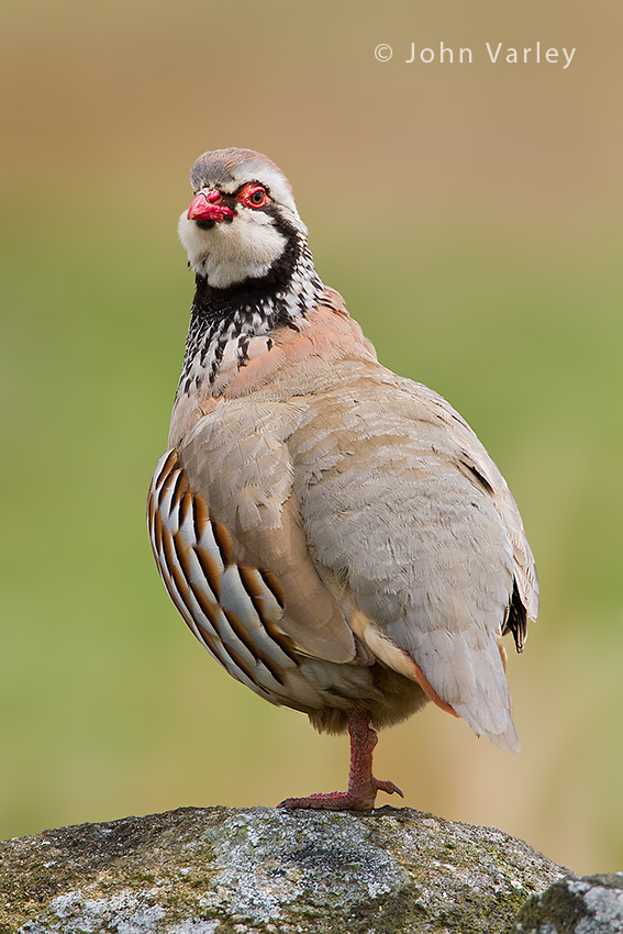 red_legged_partridge_850_1908.jpg