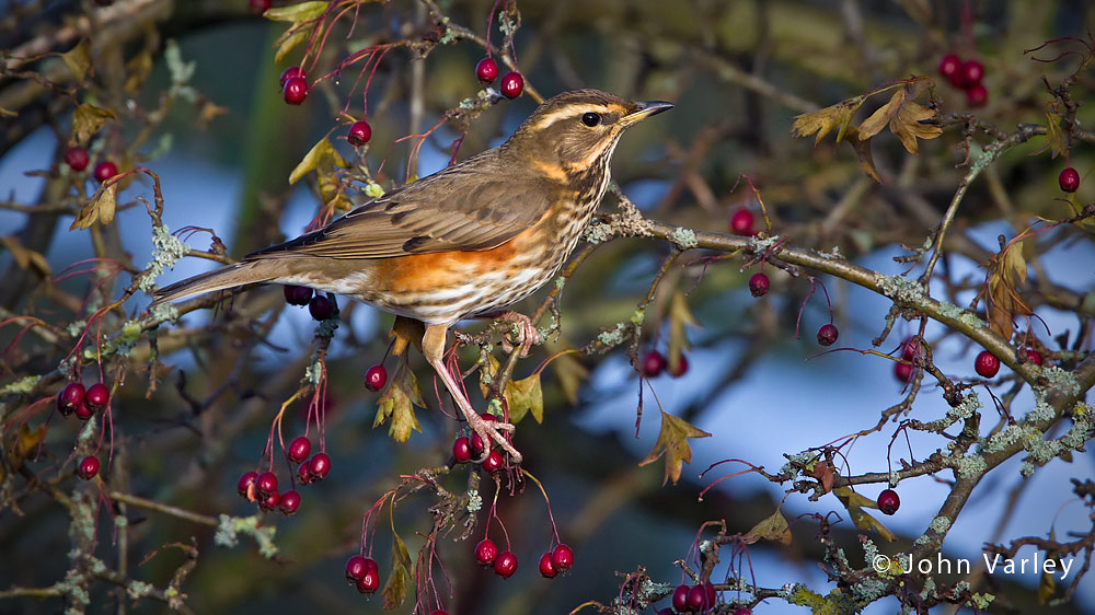 redwing_1000_8401.jpg