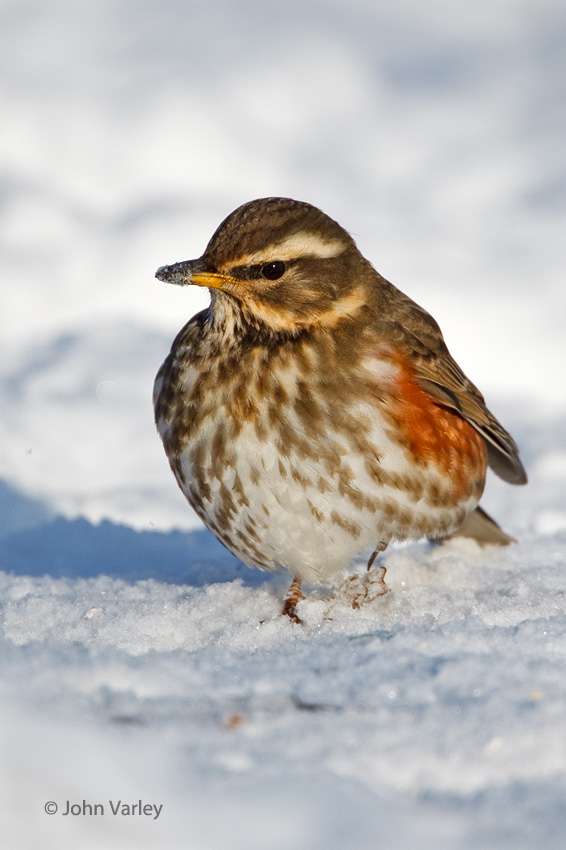 redwing_850_6811.jpg