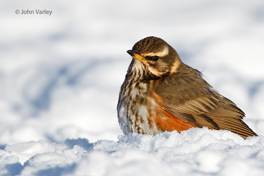 redwing_850_6816.jpg