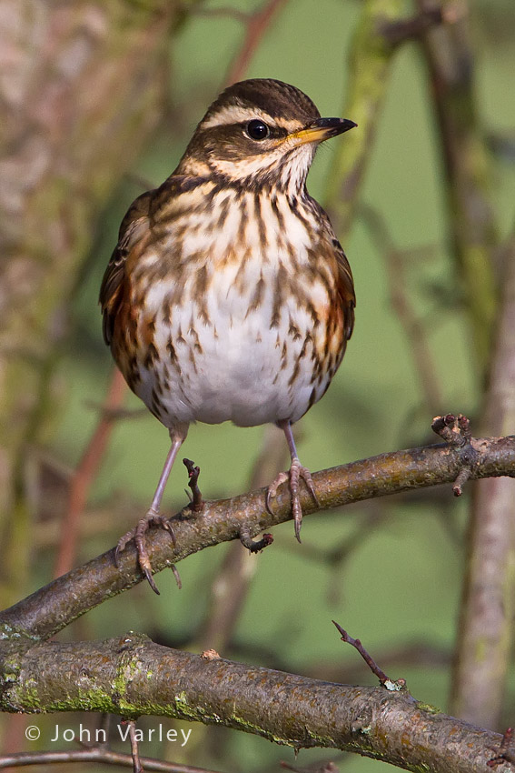 redwing_850_7581.jpg