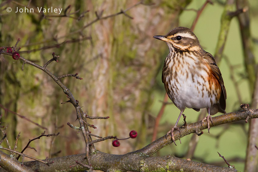 redwing_850_7590.jpg