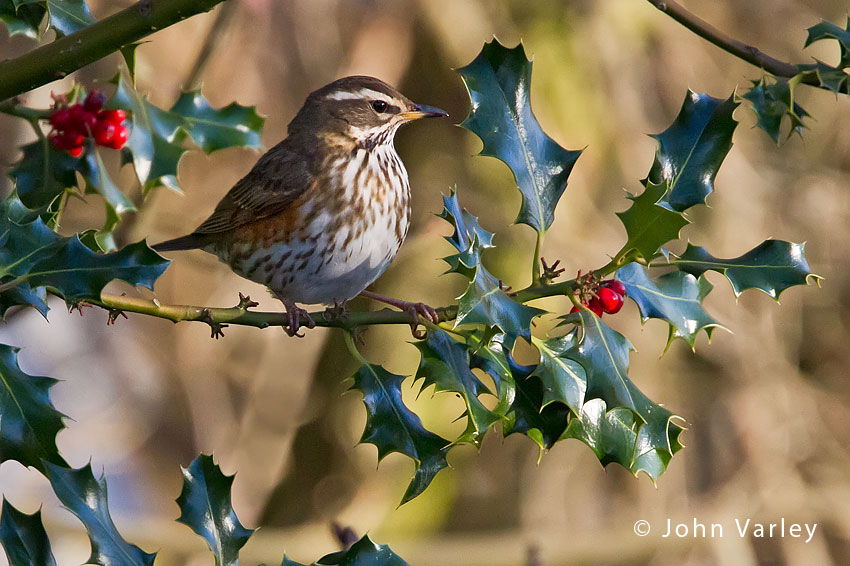 redwing_850_7905.jpg