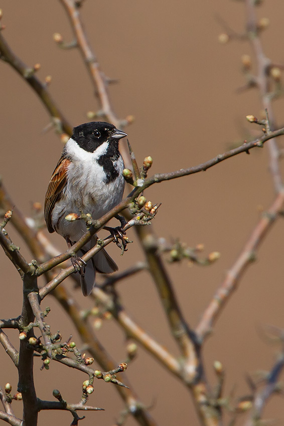 reed_bunting_850_0636.jpg