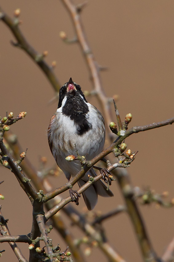 reed_bunting_850_0637.jpg