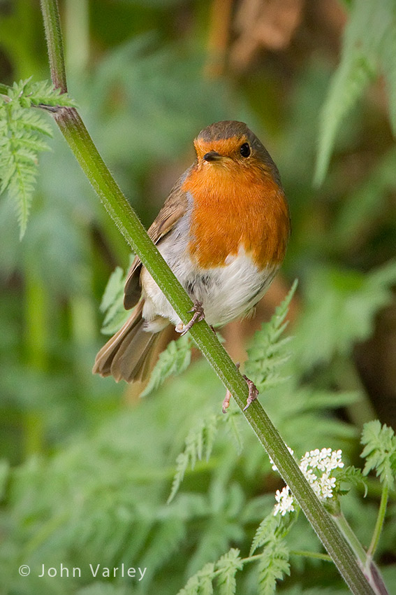 robin_850_2291.jpg