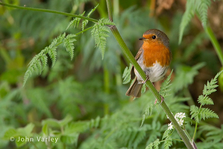robin_850_2294.jpg