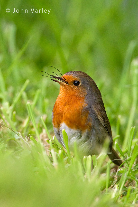robin_850_2339.jpg