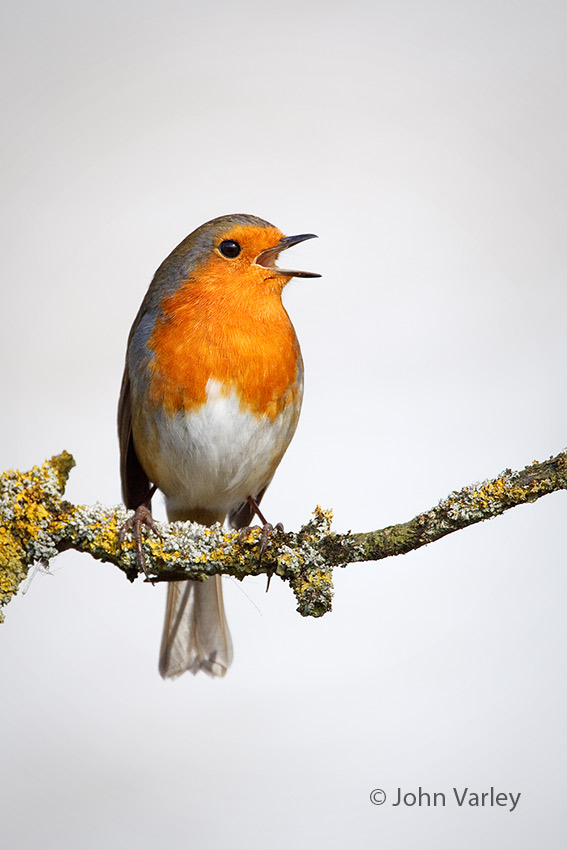 robin_850_7235.jpg