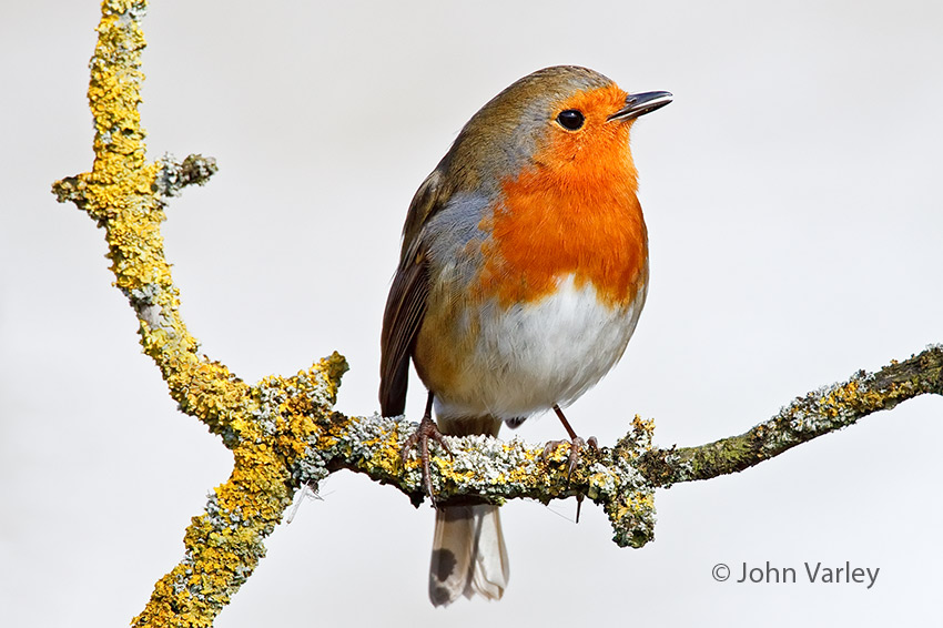 robin_850_7254.jpg