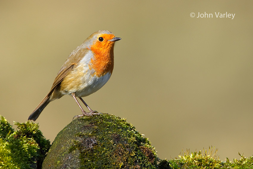 robin_850_7296.jpg