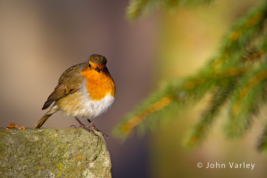 robin_850_8012.jpg