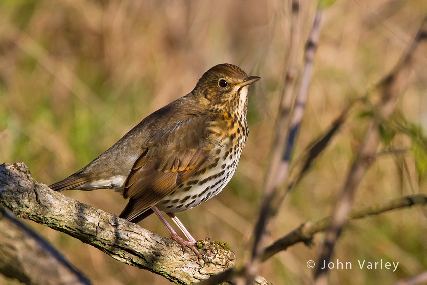song_thrush_850_7736.jpg