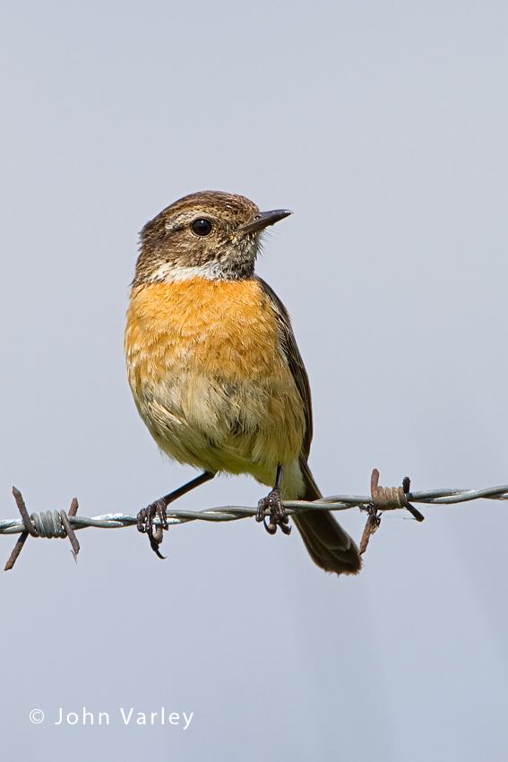 stonechat_female_850_3880.jpg