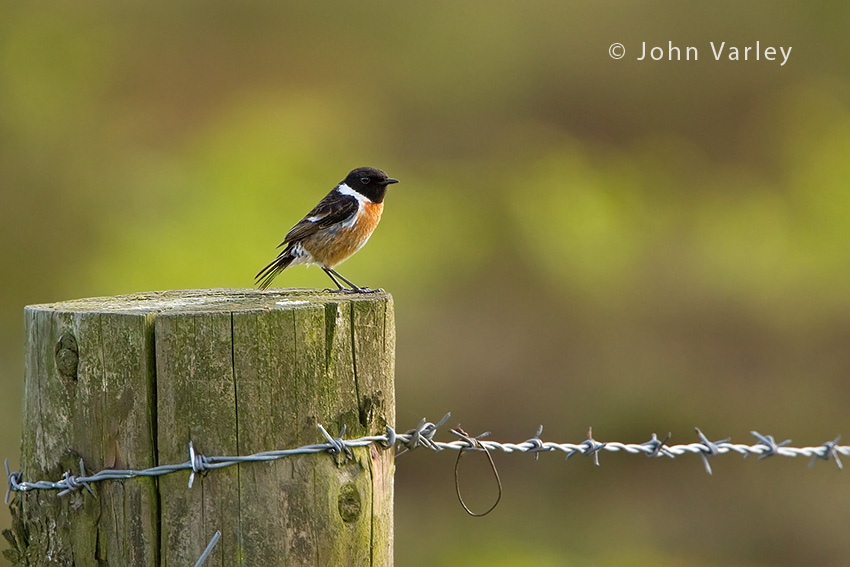 stonechat_male_850_3421.jpg