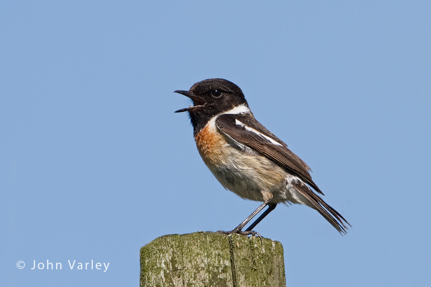 stonechat_male_850_3739.jpg