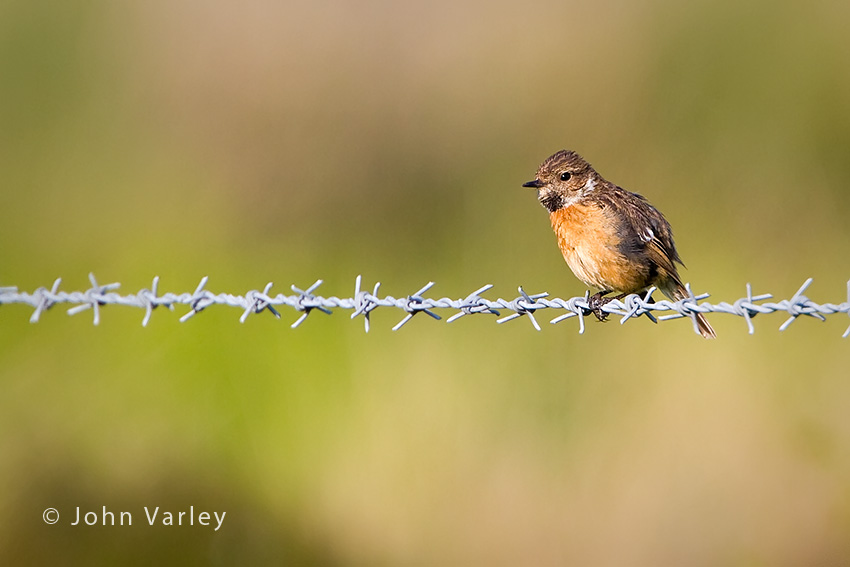 stonechat_young_850_3302.jpg