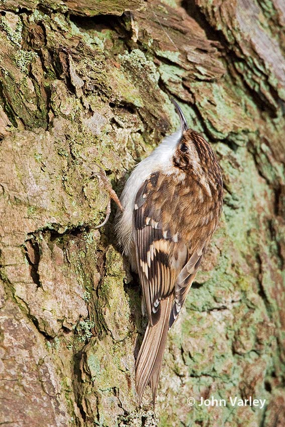 treecreeper_850_7527.jpg